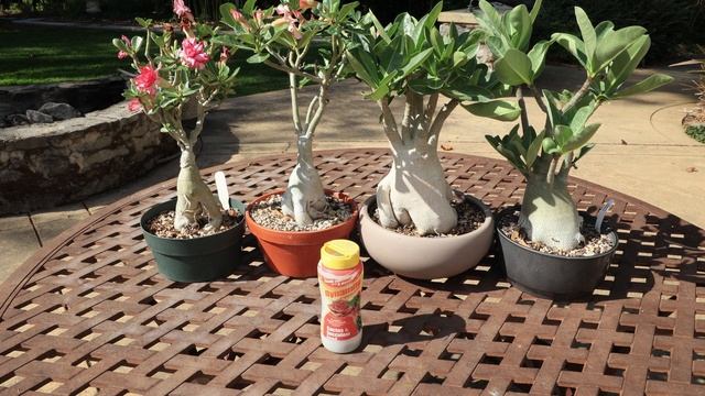 Update Growing Adenium Obesum Vs Arabicum Vs Thai Socotranum - How To Grow The Desert Rose