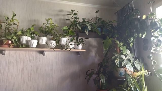 Просто поздороваться. Цветы дома. смотреть онлайн