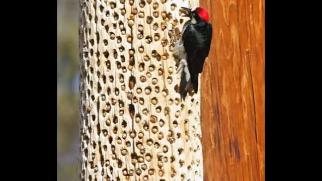 Woodpeckers смотреть онлайн