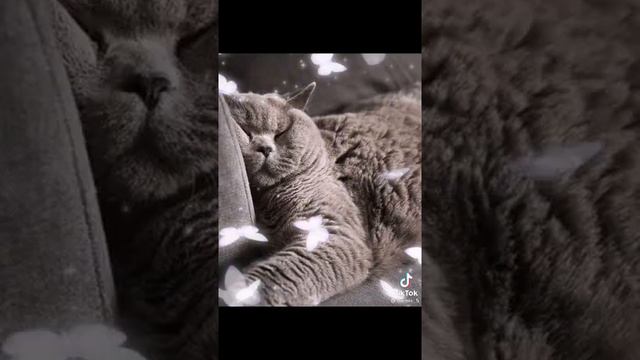 вот зачем нужны коты(кошки) смотреть онлайн