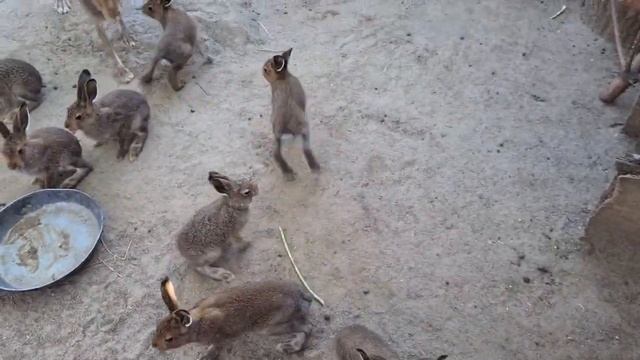 Что за дичь тут происходит?! Слишком много зайцев! смотреть онлайн