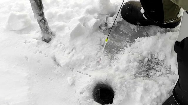 ловим окуня на Упе в Туле под ТЦ Макси смотреть онлайн
