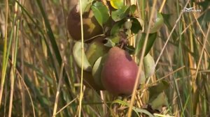 Самые вкусные груши в Самарской области