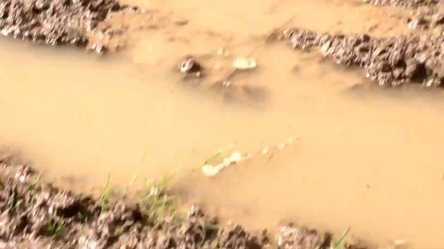 Поездка за грибами. смотреть онлайн