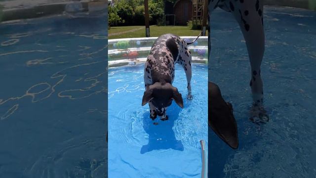 It's too wet for Cooper | American hairless terrier смотреть онлайн