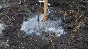 ХОЧЕШЬ БЫТЬ С ПЕРСИКАМИ ДЕЛАЙ ТАК! / ВЫРАЩИВАНИЕ ПЕРСИКОВ В СУРОВОМ КЛИМАТЕ