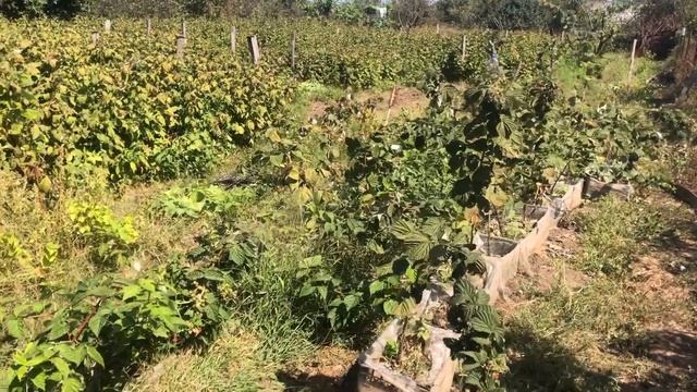 маравилла лучший сорт малины для посадки || маравилла || #маравилла Выращивание малины Маравилл смотреть онлайн