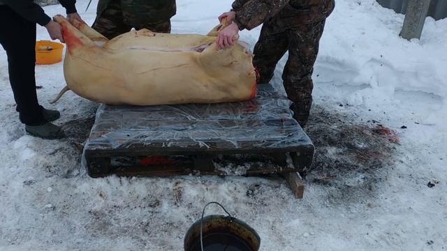 Сколько мяса от свиньи за год?Зарезали кабана "Пигус"!Правильный разруб и опаливание туши. Обмером! смотреть онлайн