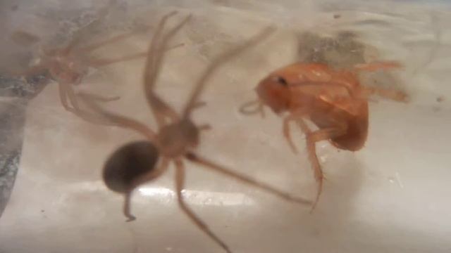 Araña Loxosceles laeta cazando cucaracha III смотреть онлайн