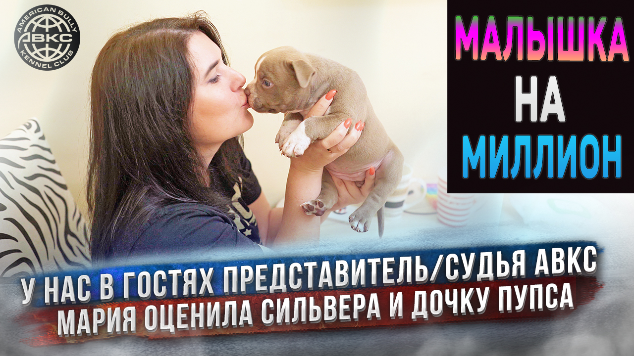 Первая дочка Пупса! У нас родился крутой щенок! Мария Пулина (ABKC) оценила щенка и нашего Сильвера! смотреть онлайн