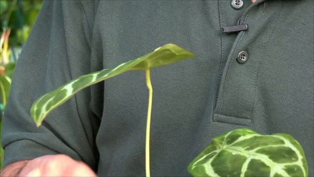 Anthurium Magnificum... Discover This Amazing Aroid!