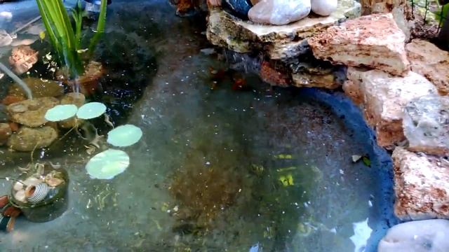 Садовый пруд