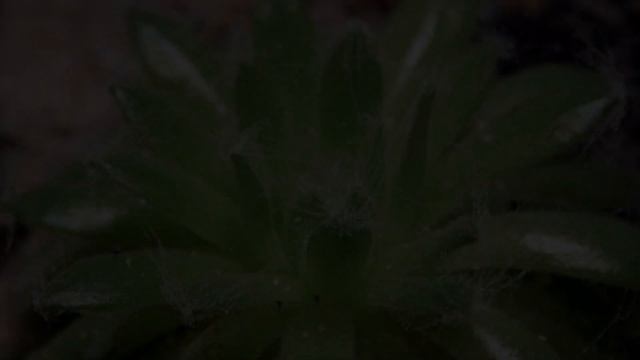 Молодила - популярные суккуленты. Рассказываем почему. смотреть онлайн