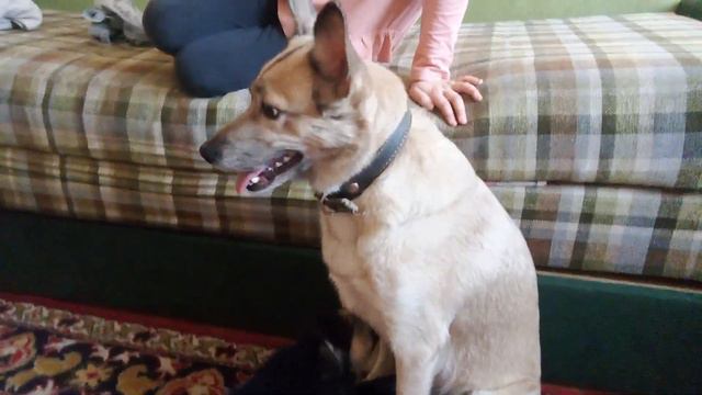 отдаю помесь дворняжки и овчарки