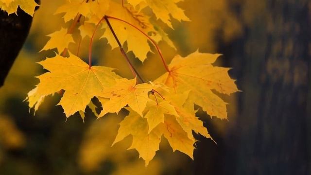 Осень, клён, листопад, деревья, видео осень листопад. Autumn, maple, leaf fall смотреть онлайн