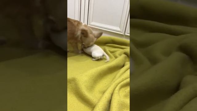Породистый щенок Чихуахуа смотреть онлайн