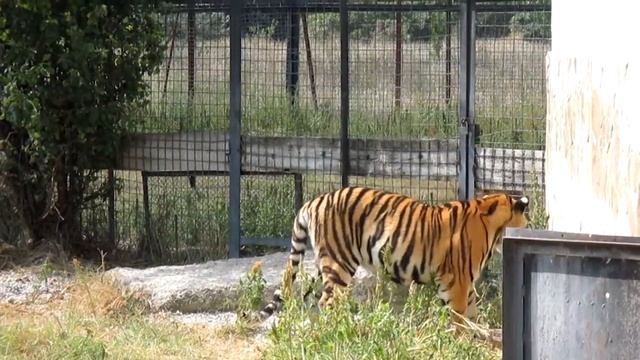 Львица и тигр смотреть онлайн