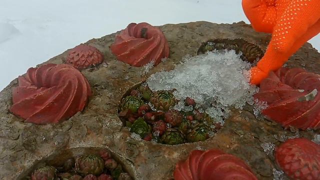 Самодельные ВАЗОНЫ // Что Я в Них Высаживаю