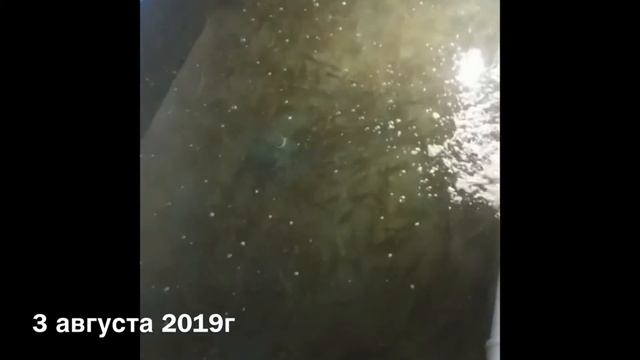 Темпы роста