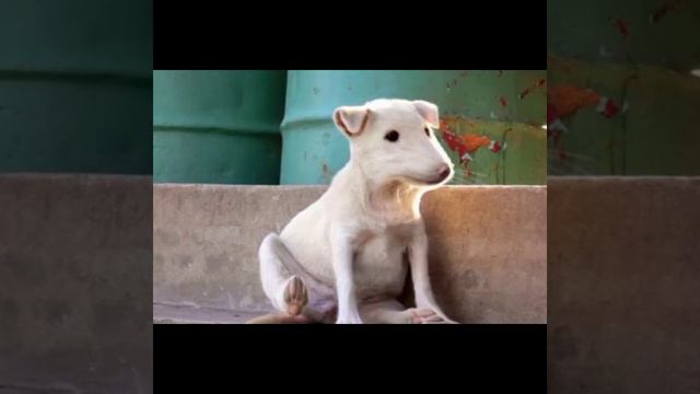 разнос канала аниматор Крис// хороший аниматор?// и мой голос :_ смотреть онлайн