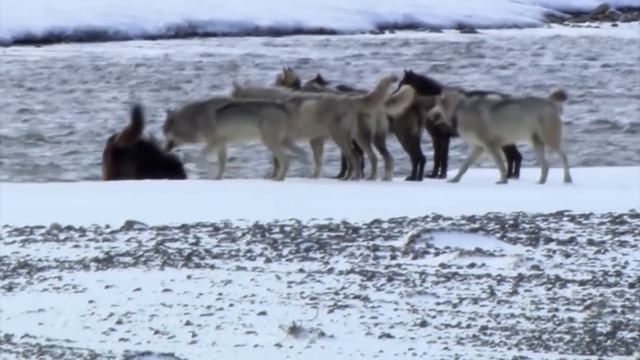 Волк-одиночка в деле! На что способен командный хищник БЕЗ стаи? смотреть онлайн
