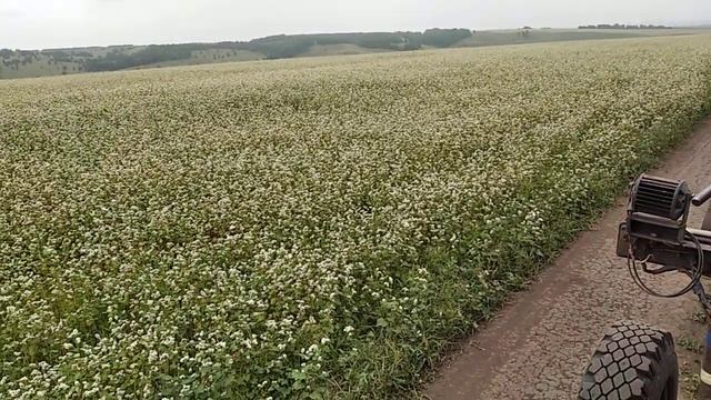 Гречка цветёт смотреть онлайн