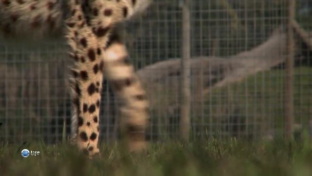 Гепарды: удивительные кошки Африки смотреть онлайн