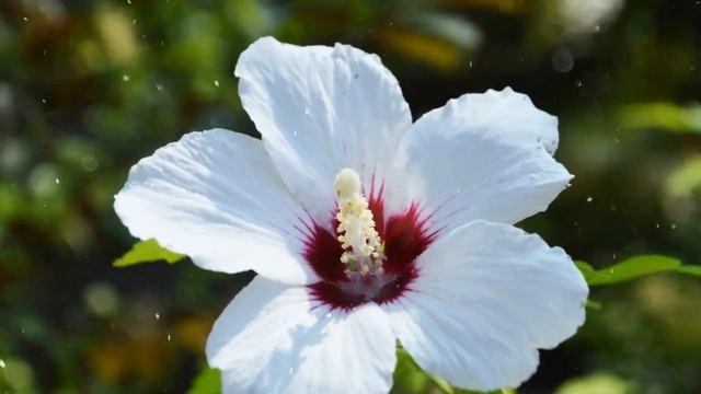 Как Выращивать Гибискус Из Семян В Домашних Условиях смотреть онлайн