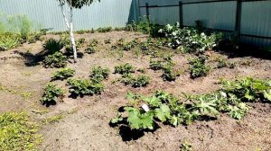 Лук Батун  сорта "КРАСНОЕ ПЕРО" Завязывает    Головку   25 июля 2022г. Очень Интересный СОРТ ????