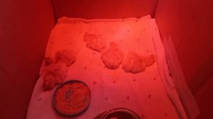 Что делать с цыплятами сразу после вылупления