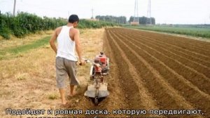 На какую глубину сажать картофель