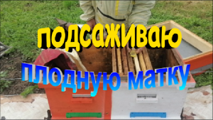 Подсаживаю молодую плодную матку