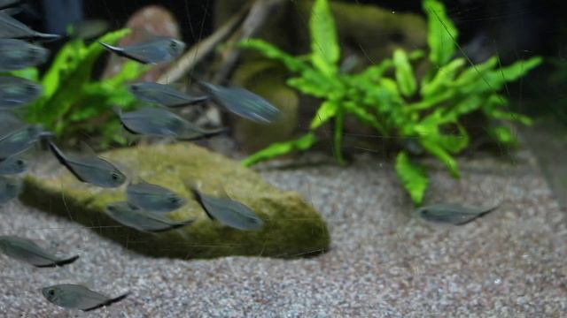 Moenkhausia costae - Schwarzliniensalmler смотреть онлайн