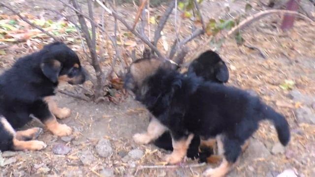 Дети РЭЯ и ГЕРДЫ Щенки немецкой овчарки 1,5 м German Shepherd Puppies from Gerda and Ray смотреть онлайн