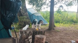 Платный кемпинг на Волге❤