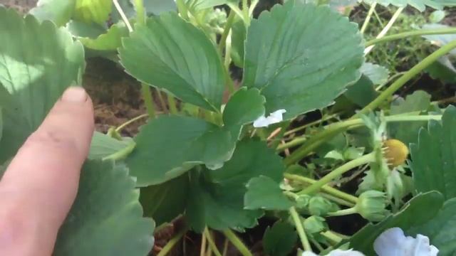 Ремонтантная клубника - особенности выращивания.mp4 смотреть онлайн