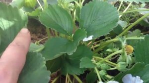 Ремонтантная клубника - особенности выращивания.mp4