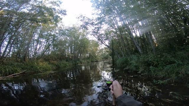 Форель на спиннинг. Ловля хариуса. Рыбалка в Ленинградской области. АВГУСТ 2019. смотреть онлайн