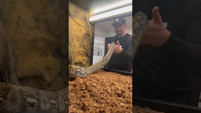 ? Kayuadi Reticulated Python #pets #snake #animals #python #wildlife #reptiles #viral #crazy #alien смотреть онлайн