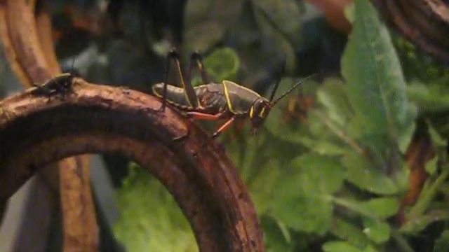 Romalea guttata (Rainbow Grasshopper) смотреть онлайн
