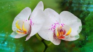 Футаж. Цветочный фон 146