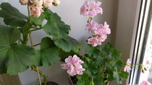 Пеларгония   * Diana Palmer, * Saga, * Brookside Bolero. Лучшие сорта для подоконника!