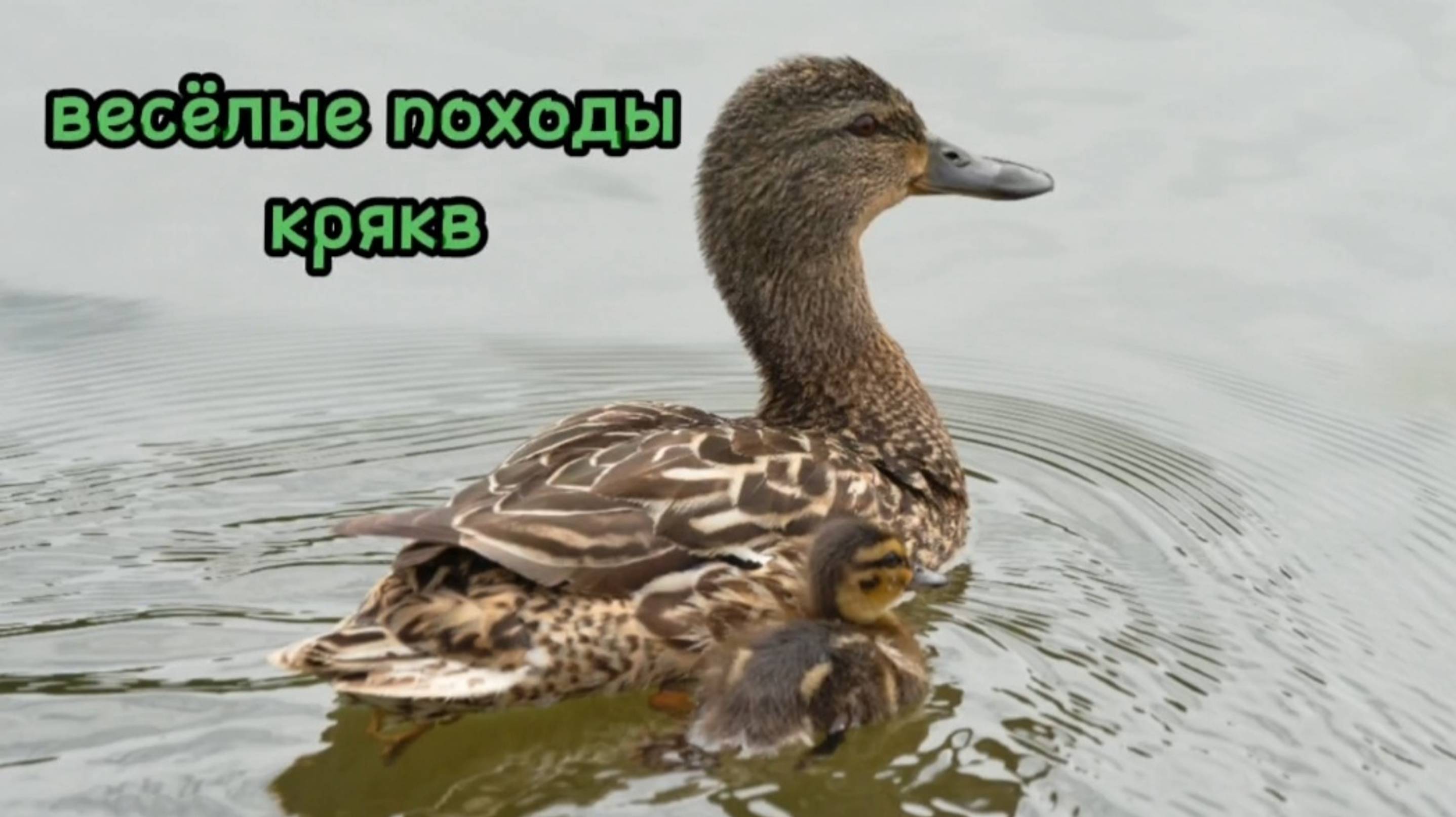 Весёлые походы крякв.