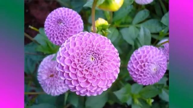 георгины смотреть онлайн