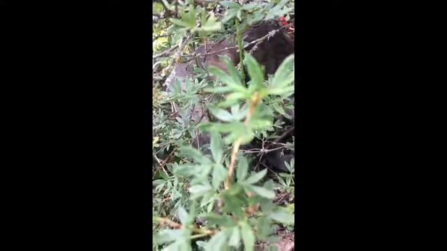 Java joue à cache çache à Autrans 2017 ( camping ) смотреть онлайн