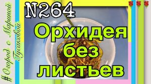 Как спасти Орхидею. ОРХИДЕЯ без листьев и точки роста. Реанимация Орхидеи  часть 1-ая