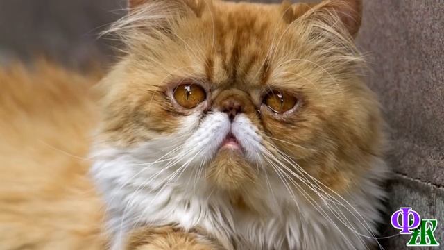 -БАБАЙКА 2.  Посмотрите, да он голодный! - Кот с печальным видом сидел за грязными стеклами и люди…