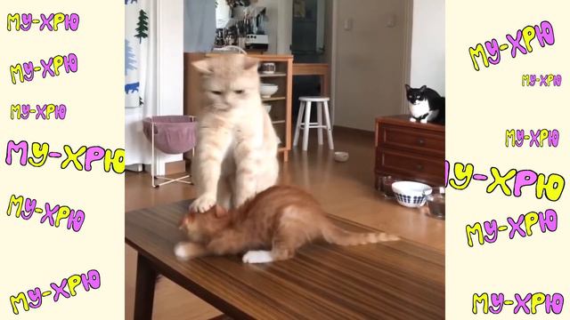Cute Baby Animals Dogs And Cats | СМЕШНЫЕ ЖИВОТНЫЕ 2020 | Baby Animals | Веселые котята #43 смотреть онлайн
