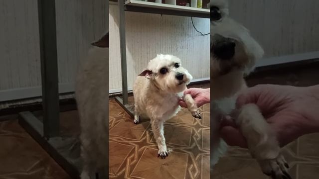 Собачка Сонечка избавилась от лишней шерсти. / стрижка собак смотреть онлайн