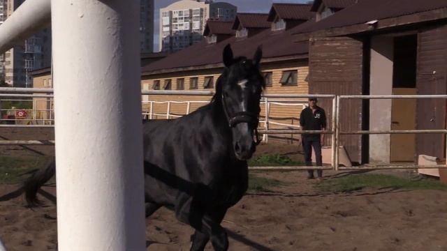 Орешник 2018 г.р. (Шабур - Оказия от Запуска) ООО "Татарский конный завод № 57" смотреть онлайн